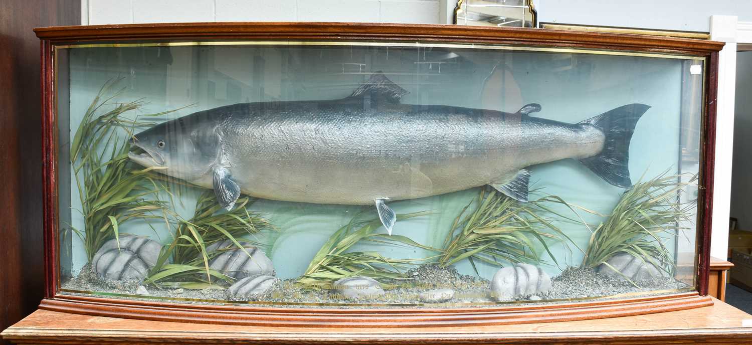 Taxidermy: A Cased Large Salmon (Salmo salar), date 1989, by Philip. P. Leggett, Taxidermy,