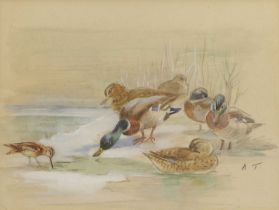 Attributed to Archibald Thorburn FZS (1860-1935) "Mallard + Snipe" Initialled, pencil and