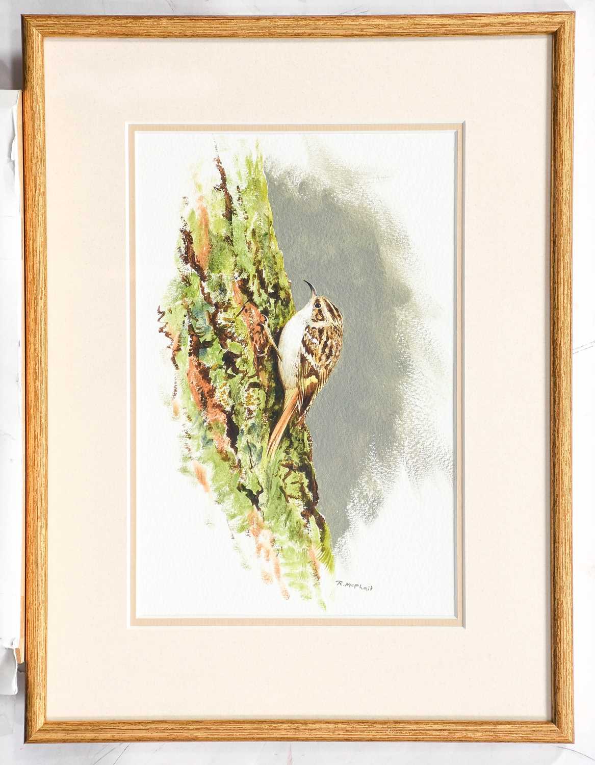 Rodger McPhail (b.1953) A Tree Creeper Signed, watercolour, 17.5cm by 27cm - Image 2 of 3