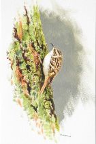 Rodger McPhail (b.1953) A Tree Creeper Signed, watercolour, 17.5cm by 27cm