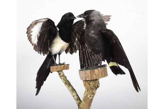 Taxidermy: A Magpie and Jackdaw, modern, both full mount adults each with wings open, perched upon a - Image 2 of 2