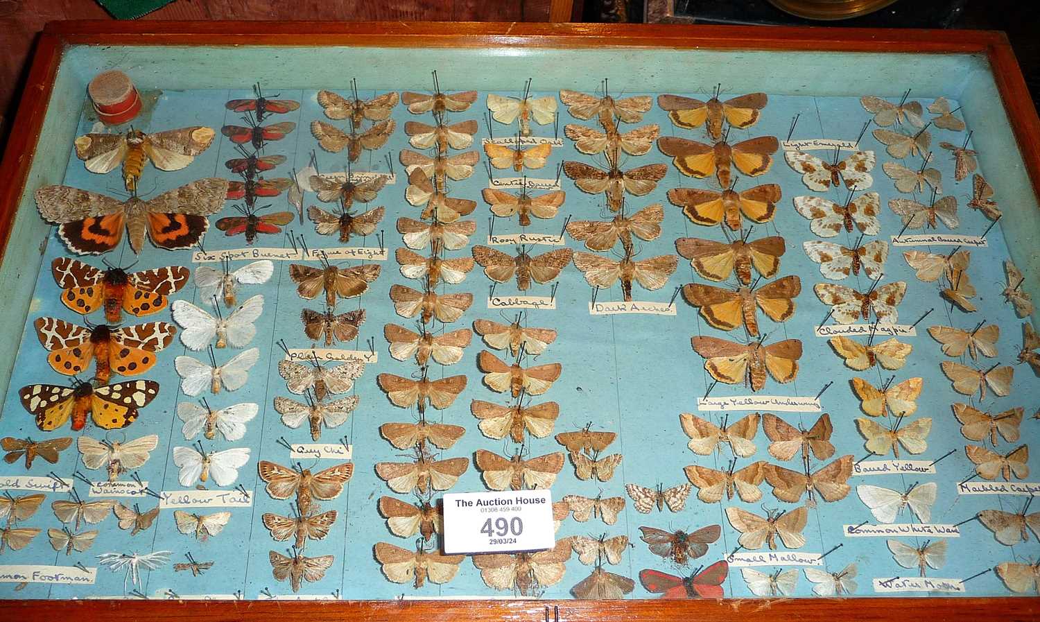 Four glazed collector's display cases, containing taxidermy moths - Image 2 of 10