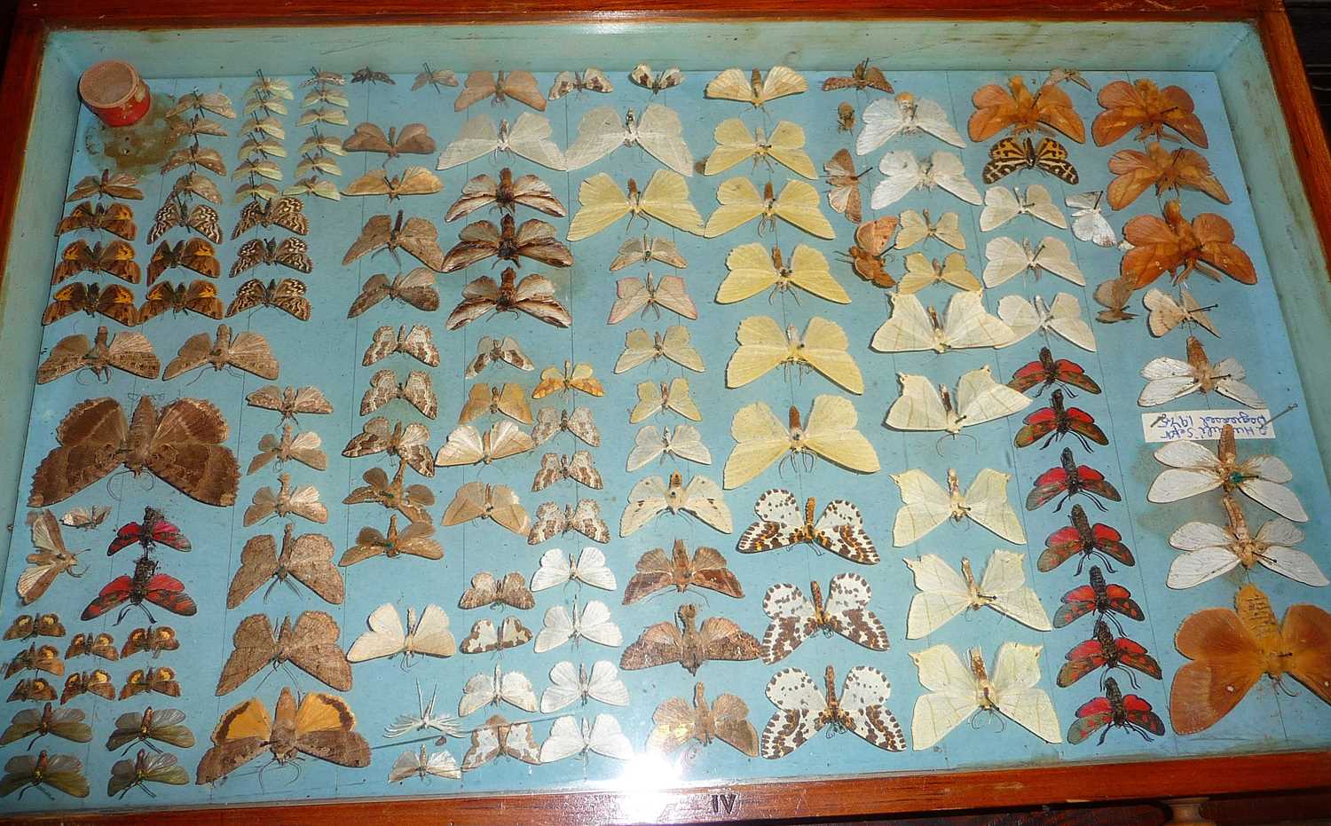 Four glazed collector's display cases, containing taxidermy moths - Image 5 of 10