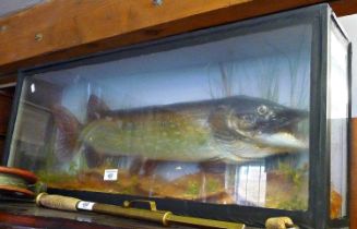 Impressive 19th c. taxidermy pike in glazed case (case approx. 86cm long)