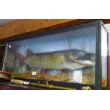 Impressive 19th c. taxidermy pike in glazed case (case approx. 86cm long)