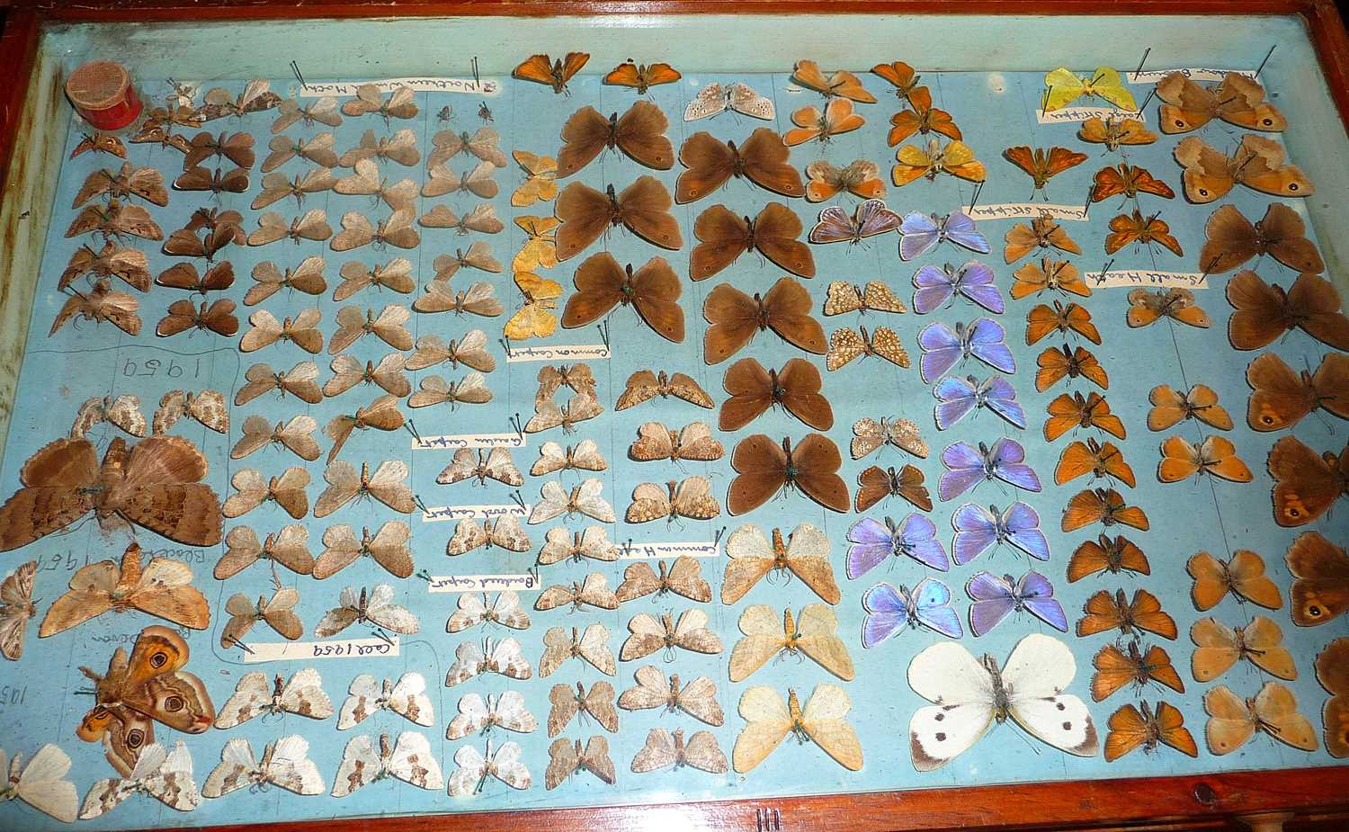 Four glazed collector's display cases, containing taxidermy moths - Image 3 of 10