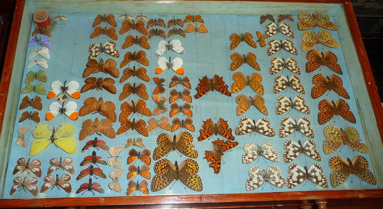 Four glazed collector's display cases, containing taxidermy moths - Image 7 of 10