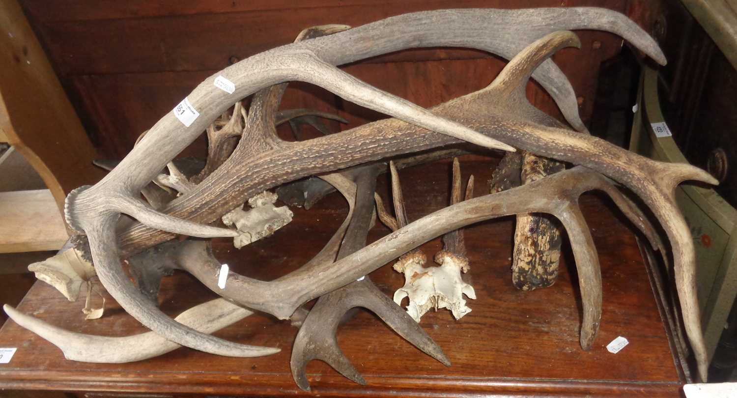 Taxidermy: Quantity of assorted Stag's horns - Image 2 of 2