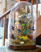 Impressive Victorian taxidermy display of Birds of Paradise under a glass dome, approx. 61cm high