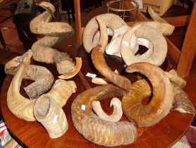 Taxidermy: Assorted rams horns including unusual breeds, and a mounted Isle of Man Loxton 4-branch
