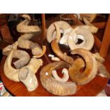 Taxidermy: Assorted rams horns including unusual breeds, and a mounted Isle of Man Loxton 4-branch