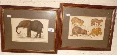 Two 19th century coloured steel engravings of African Elephant and African cat family