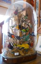 Impressive Victorian taxidermy display of Birds of Paradise under a glass dome, approx. 61cm high