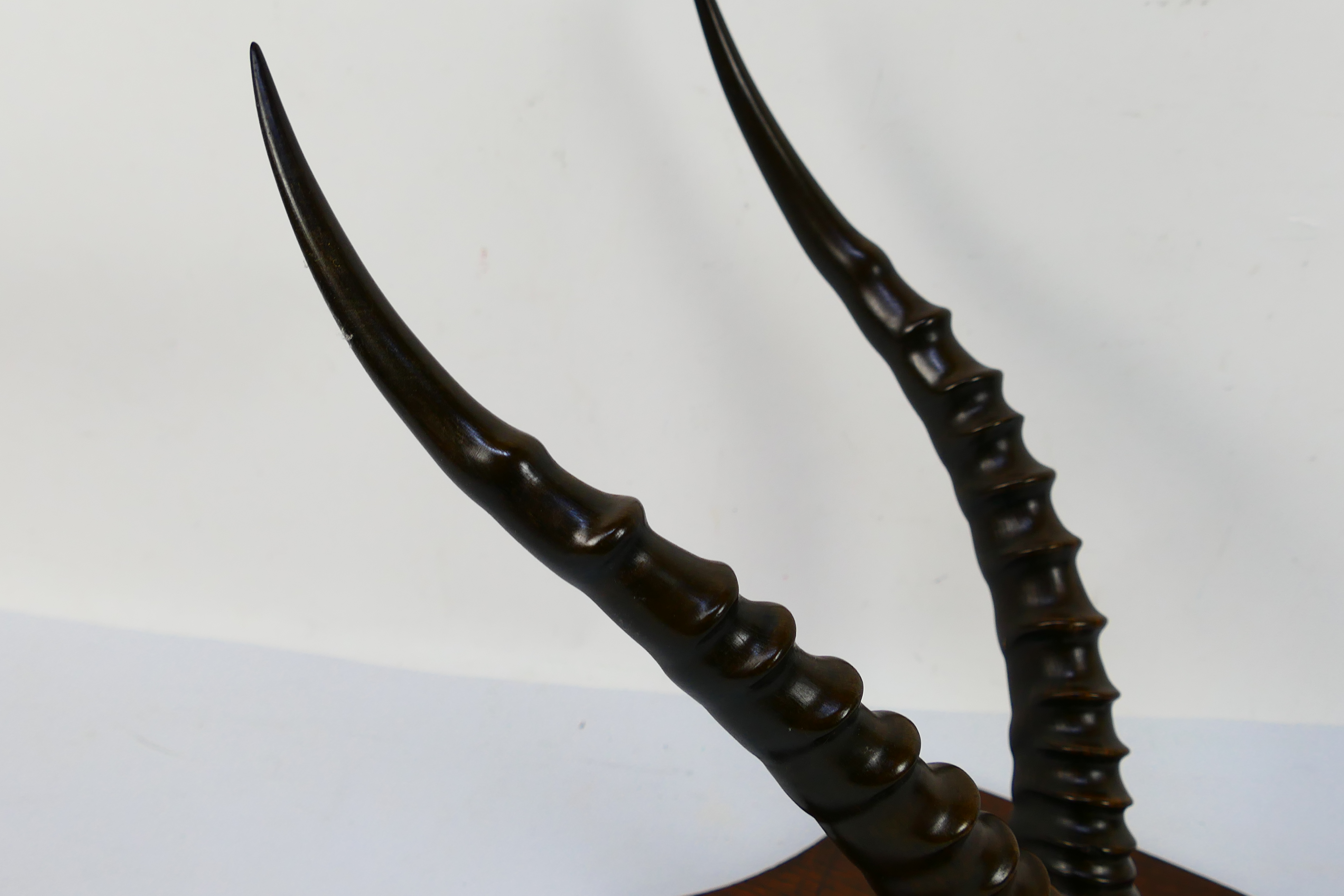 A pair of antelope horns and partial skull on shield mount, 36 cm (l). - Image 4 of 4