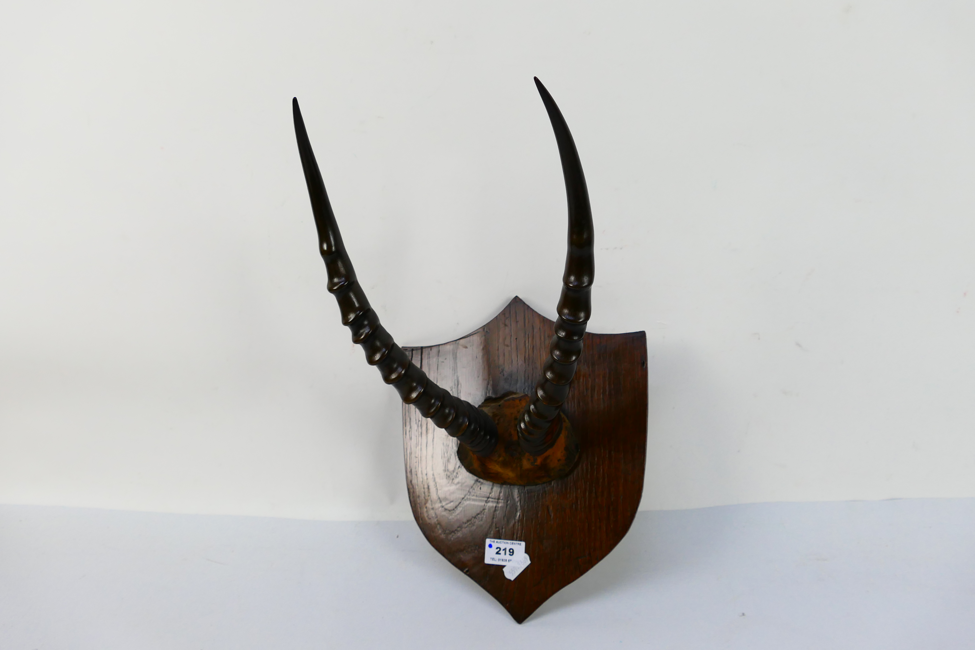A pair of antelope horns and partial skull on shield mount, 36 cm (l). - Image 2 of 4
