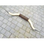 Antlers / Horns - a pair of early 20th century steer horns with woolen boss,