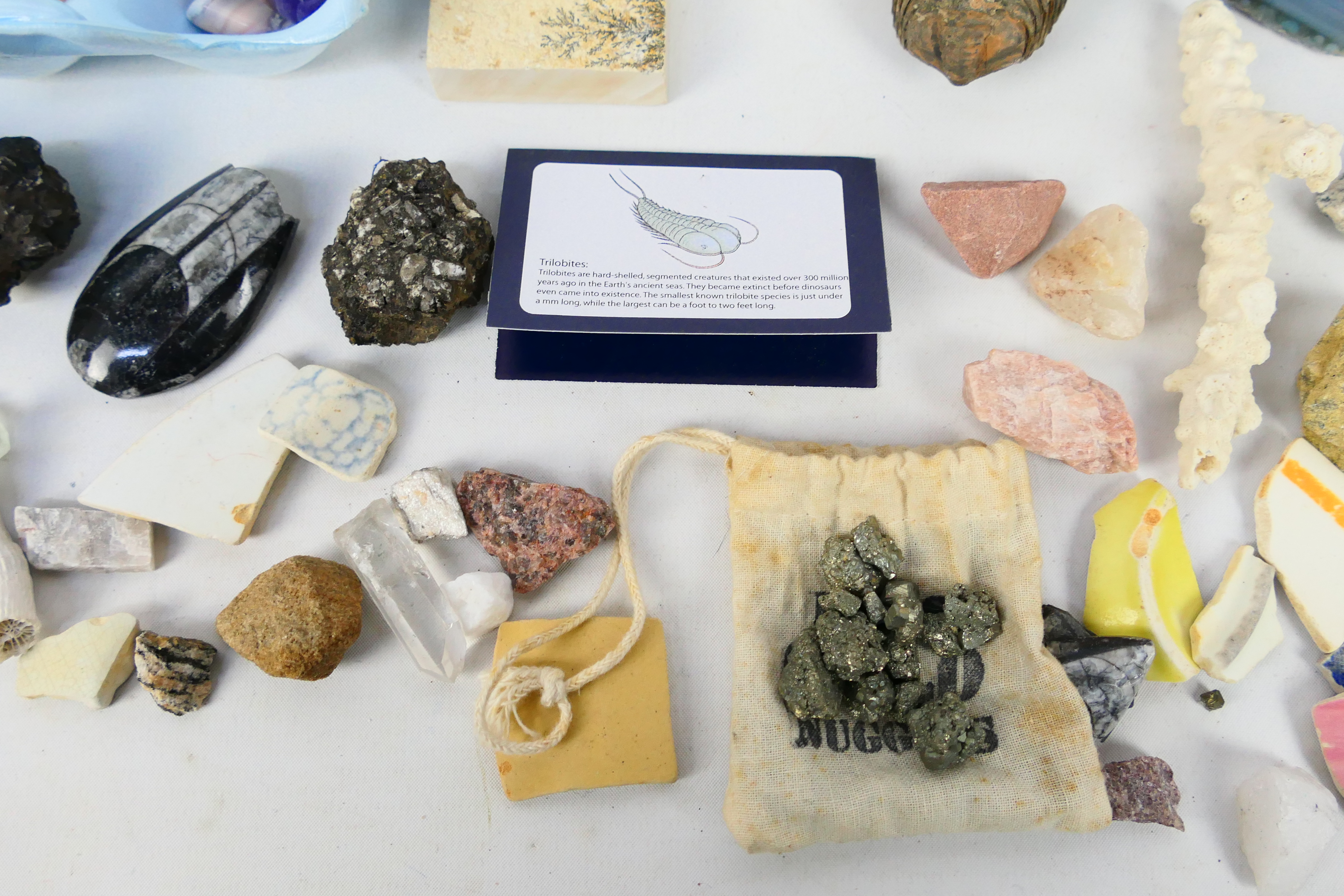 Lot comprising fossils, mineral samples, - Image 7 of 9