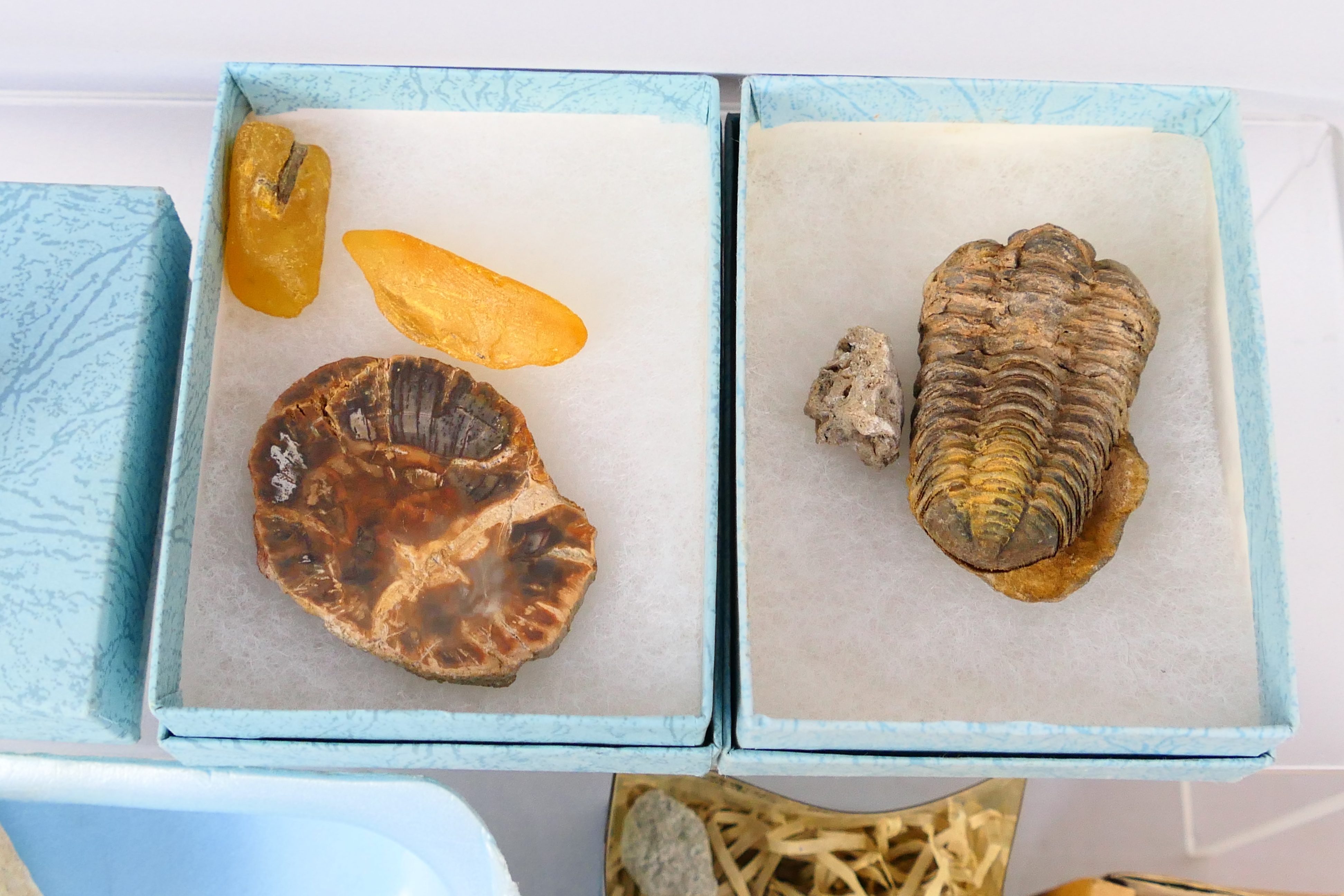 Lot comprising fossils, mineral samples, - Image 2 of 9