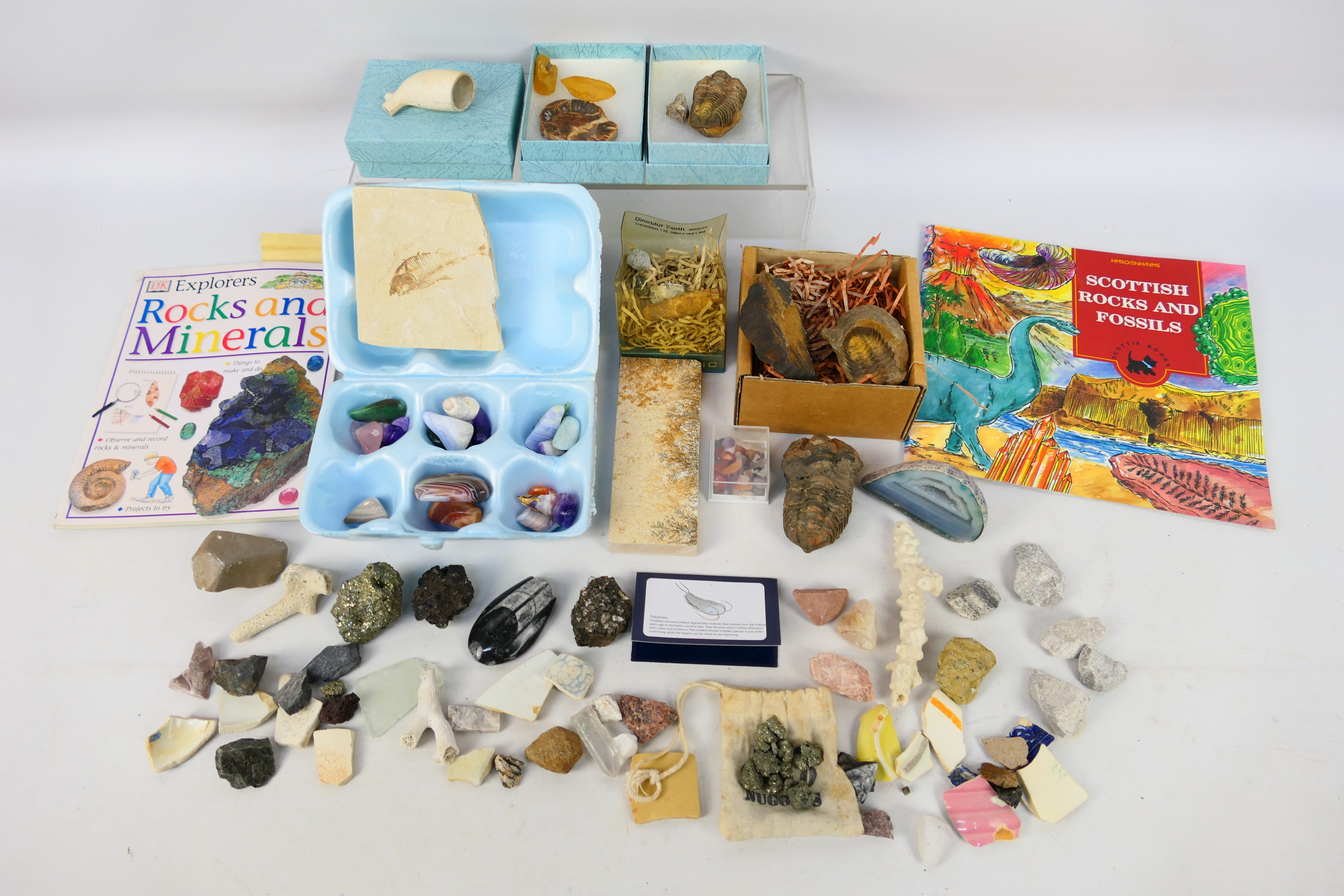 Lot comprising fossils, mineral samples,