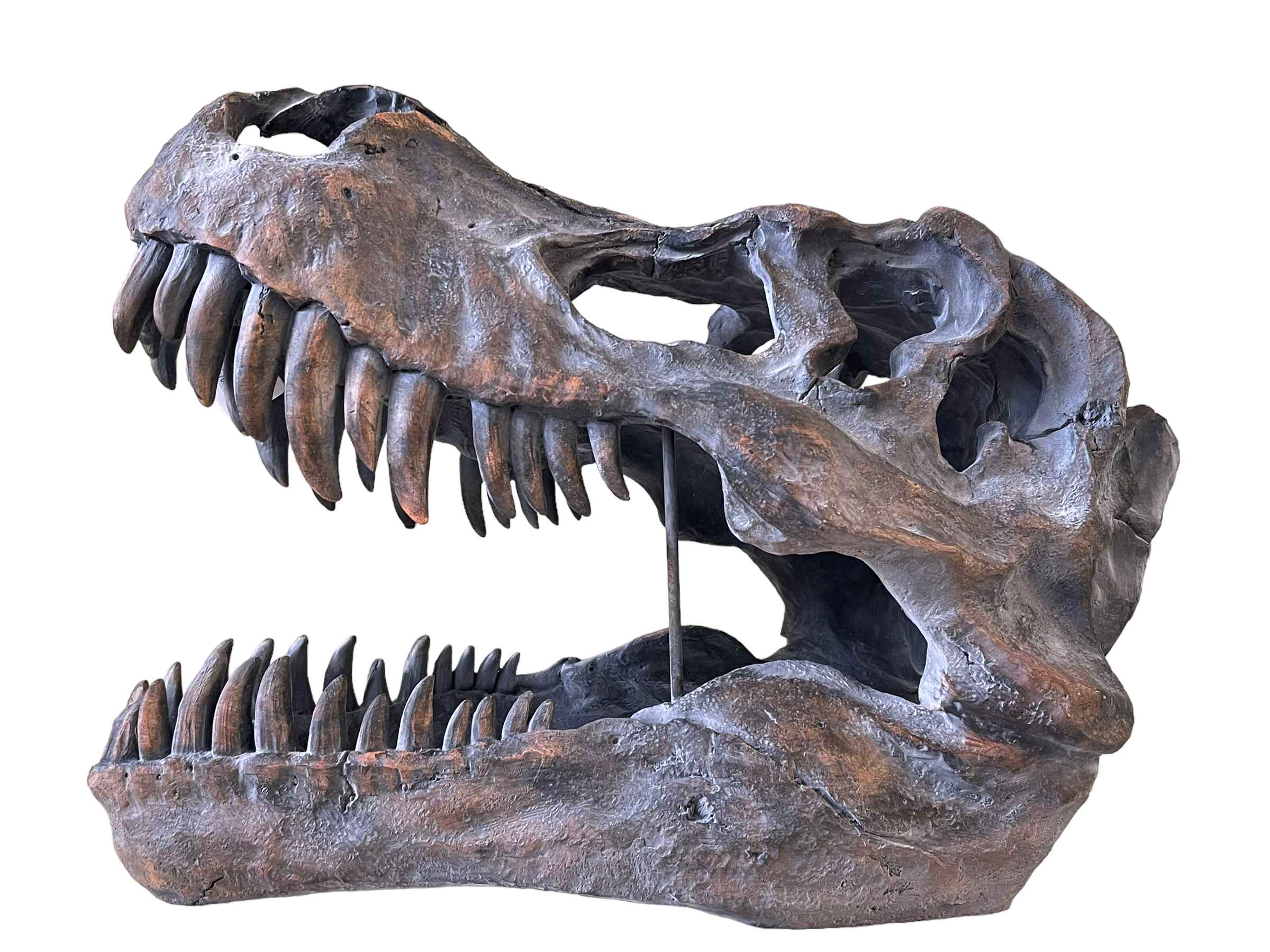 Composite model of dinosaur skull.