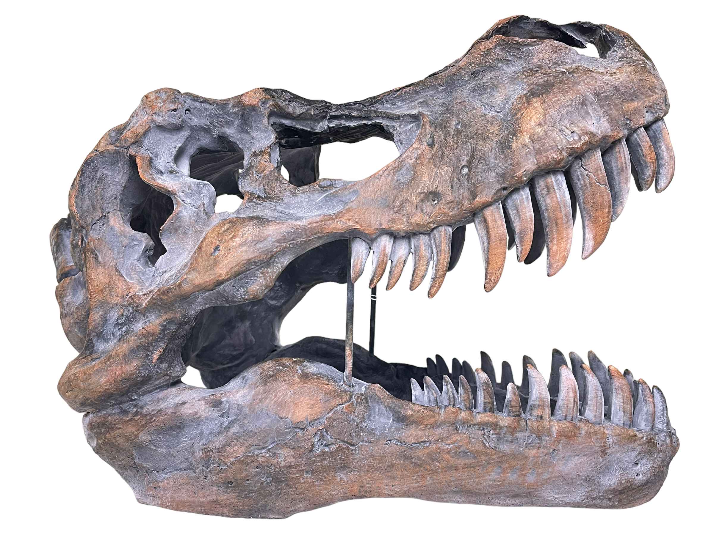 Composite dinosaur skull head, 37cm high.