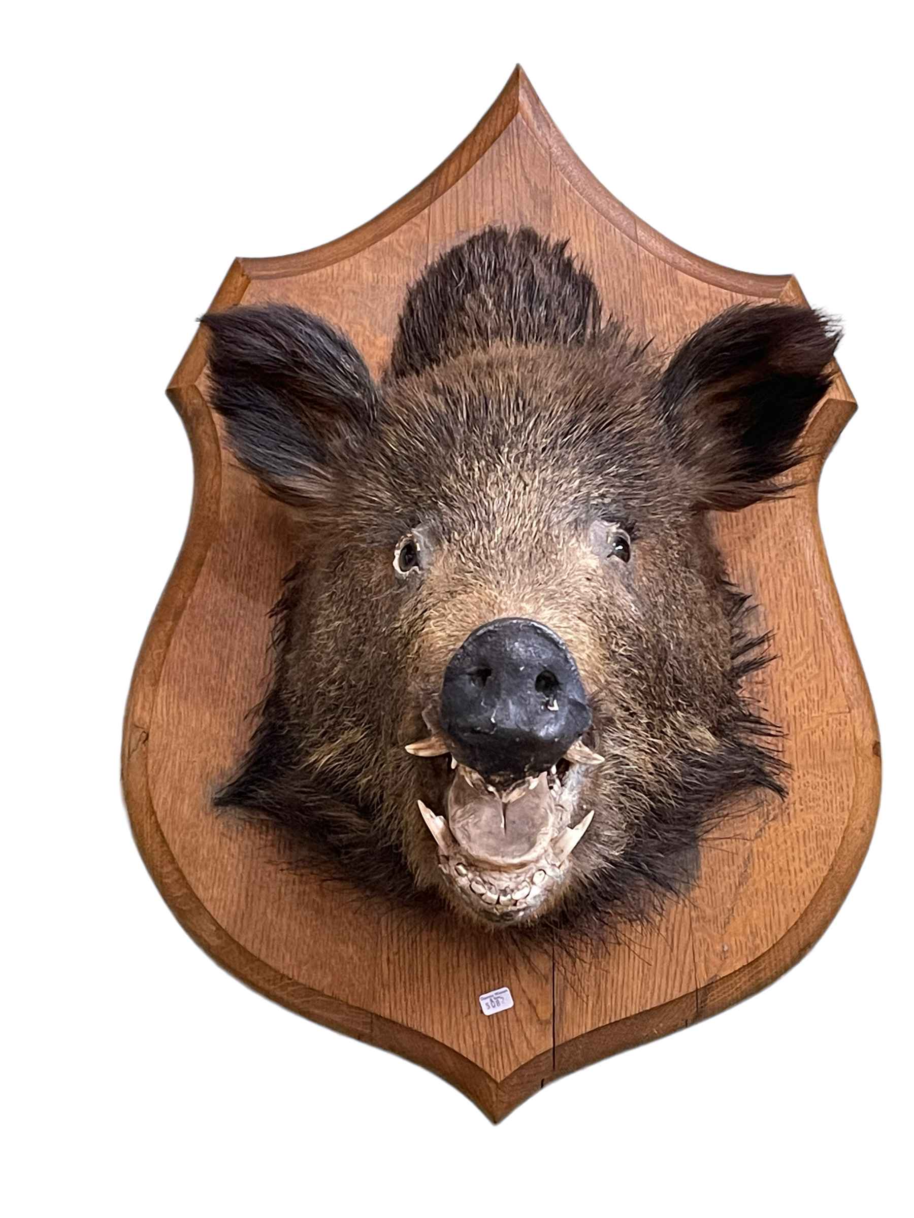 Boars head on a shield shaped mount.