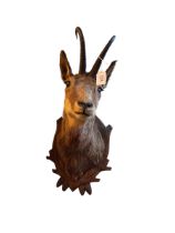 Antelope head on carved wooden mount.