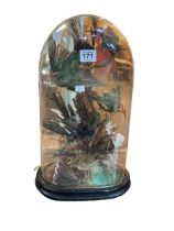 Victorian taxidermy of exotic birds on branches under dome, 44cm.