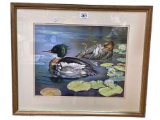 Neil Macleod, Red Breasted Merganser, acrylic, signed, 28cm by 35cm, in glazed frame,