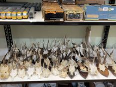 Collection of Muntjac skulls and antlers.