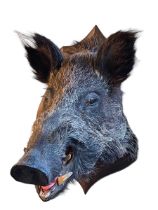 Model of boar head on a shield shaped mount.