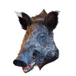 Model of boar head on a shield shaped mount.