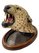 Victorian taxidermy leopard on adjustable oval wall mount, bearing part label? Holland,