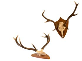 Two pairs of shield mounted antlers.