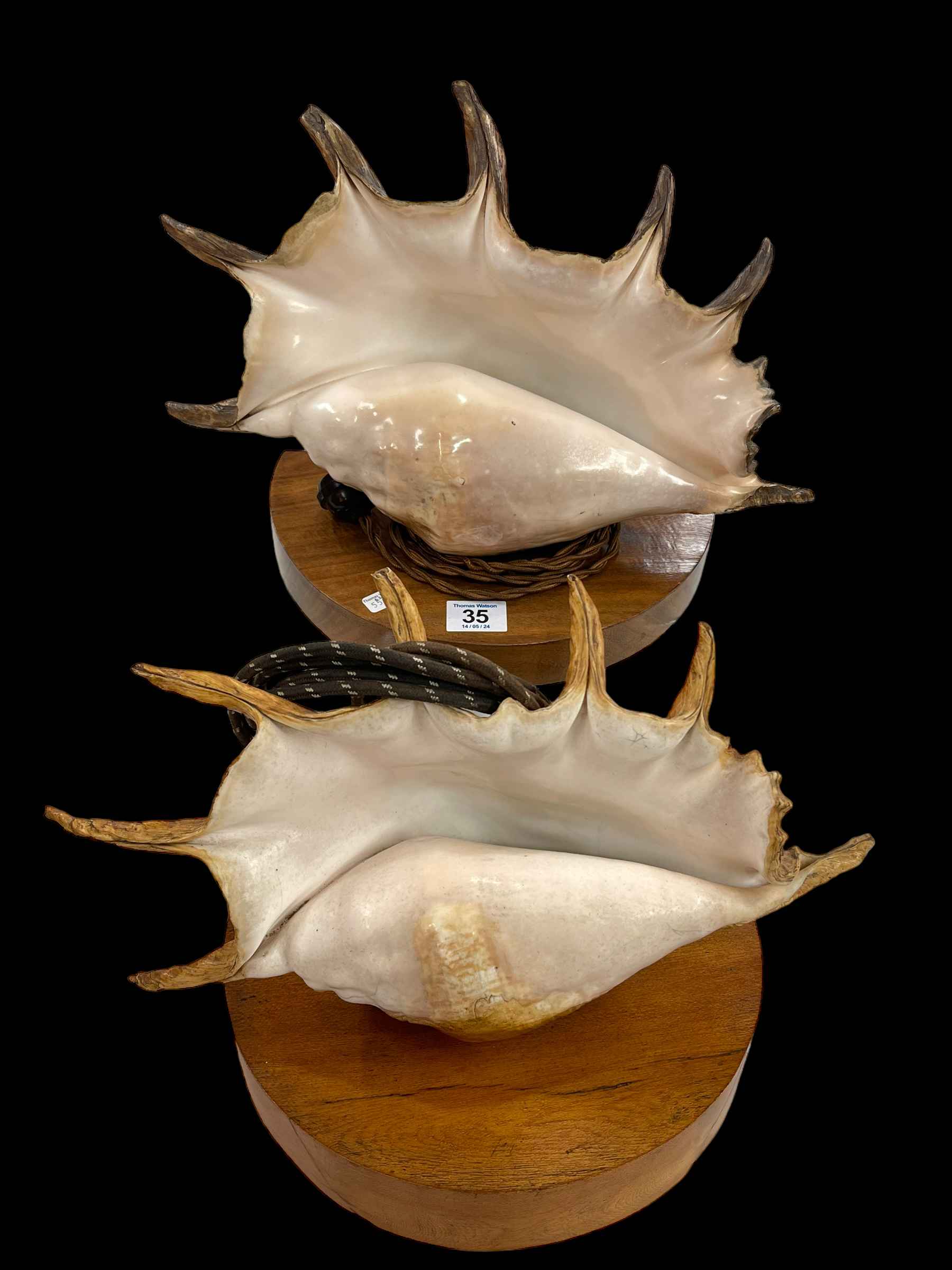 Pair of conché shells on wooden stands fitted with lights.