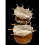 Pair of conché shells on wooden stands fitted with lights.