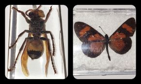 A giant Asian hornet in resin block together with Altinote butterfly from Peru.
