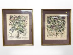 A pair of 19th century hand-coloured botanical prints in gilt frames,