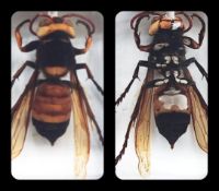 Giant Asian hornet in resin block