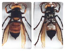 A Giant Asian hornet in resin block