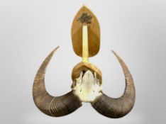 A Mouflon skull with horns mounted on oak plaque