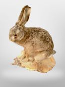 A taxidermy rabbit on naturalistic wooden plinth,