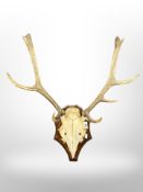 A deer's skull with antlers mounted on oak shield,