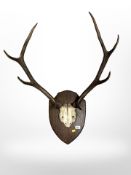 A set of Victorian stag antlers mounted on oak shield,