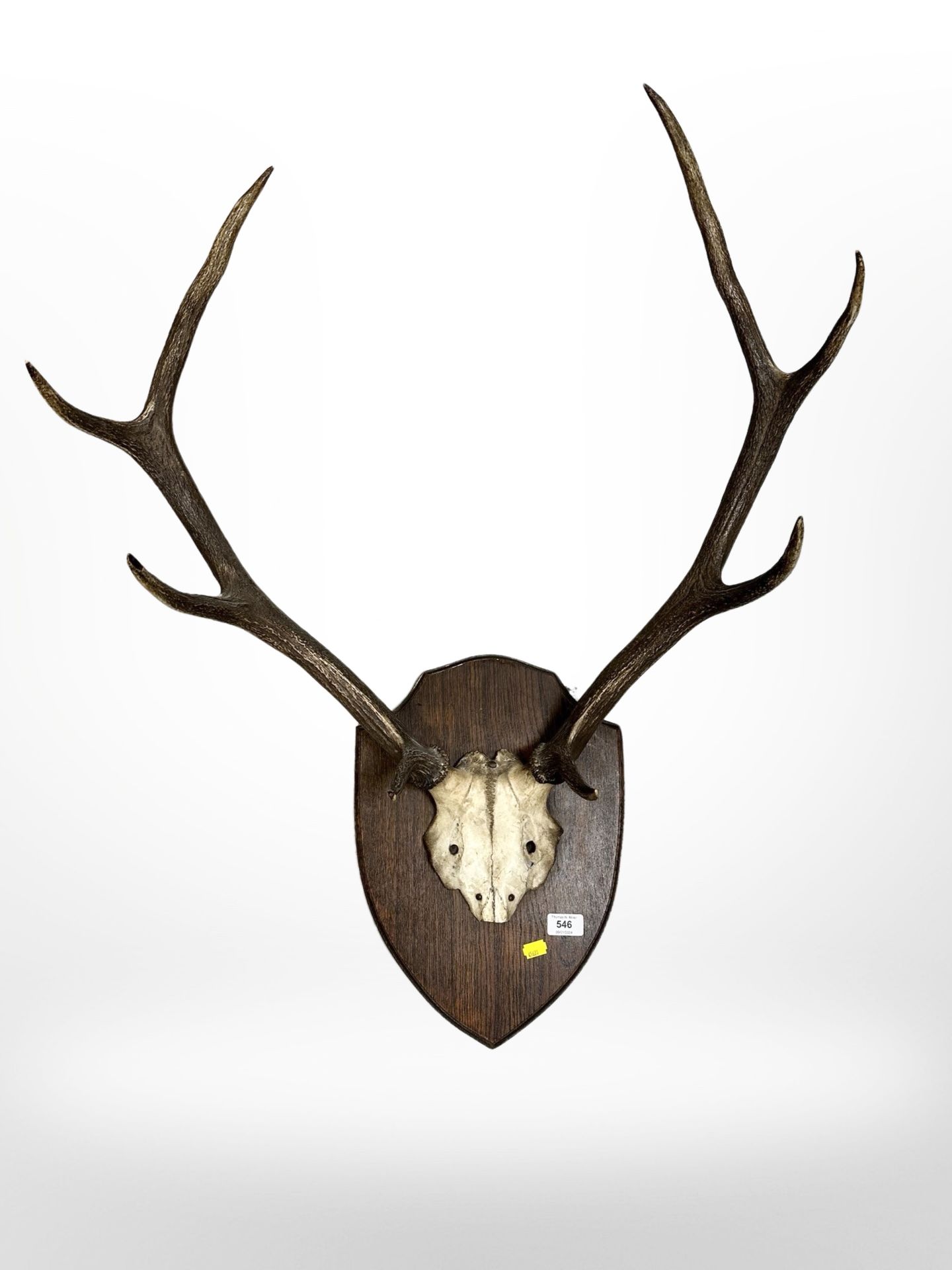 A set of Victorian stag antlers mounted on oak shield,