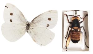 A Maderian butterfly specimen and further large Asian hornet