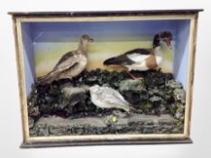 A Victorian taxidermy bird group in display case, width 99cm (as found).