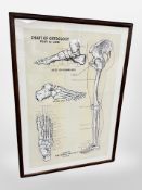 An osteology diagram published by Scholl M. F. G. in oak frame, 63cm x 45cm.