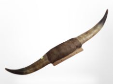 A pair of cow horns, width 68cm.