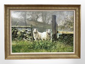 Paul James (born 1961) : Sheep in a gateway, oil on canvas, 90cm x 60cm, signed,